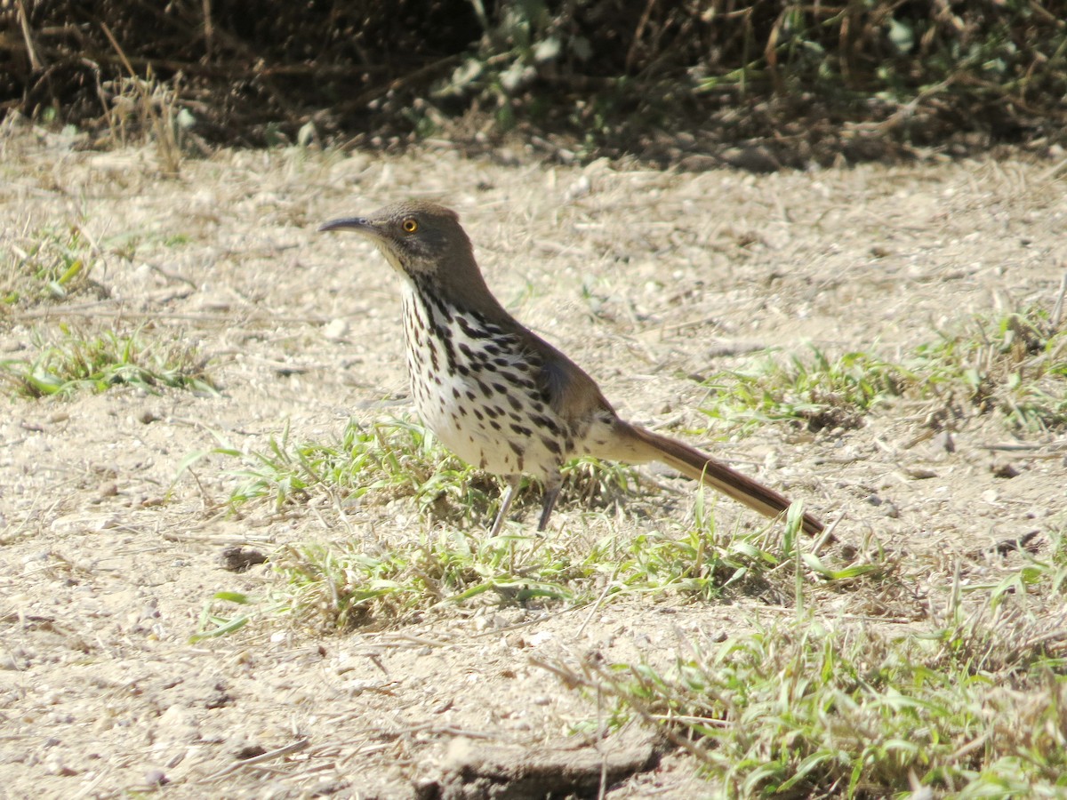 Long-billed Thrasher - ML622300452