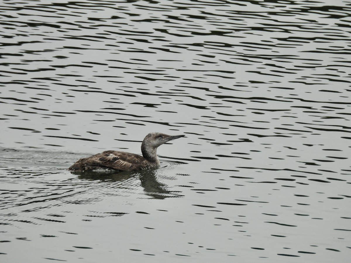 Pacific Loon - ML622300468