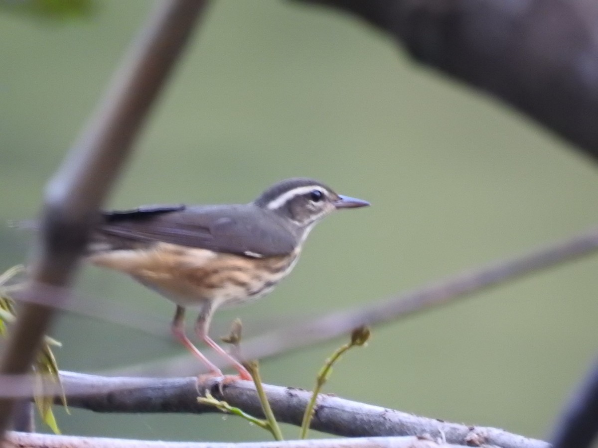 Louisiana Waterthrush - ML622300538