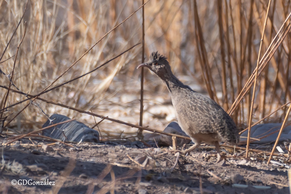 Andean Tinamou - GUSTAVO DANIEL GONZÁLEZ