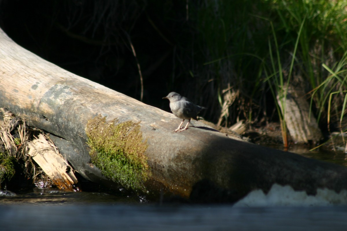 American Dipper - ML622300554
