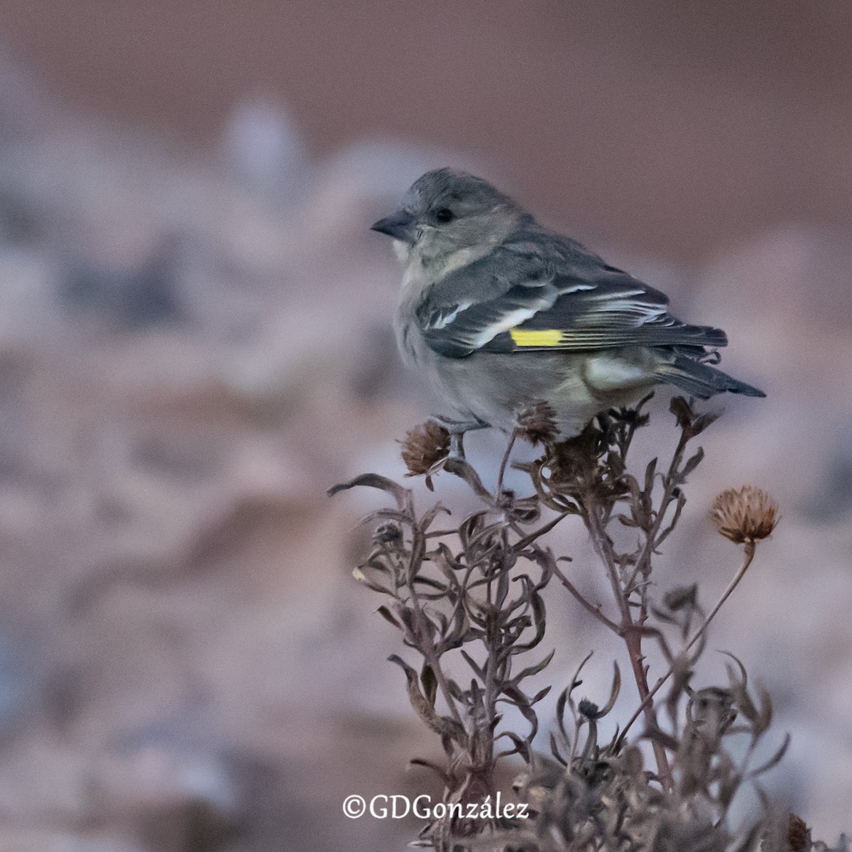 Hooded Siskin - ML622300560