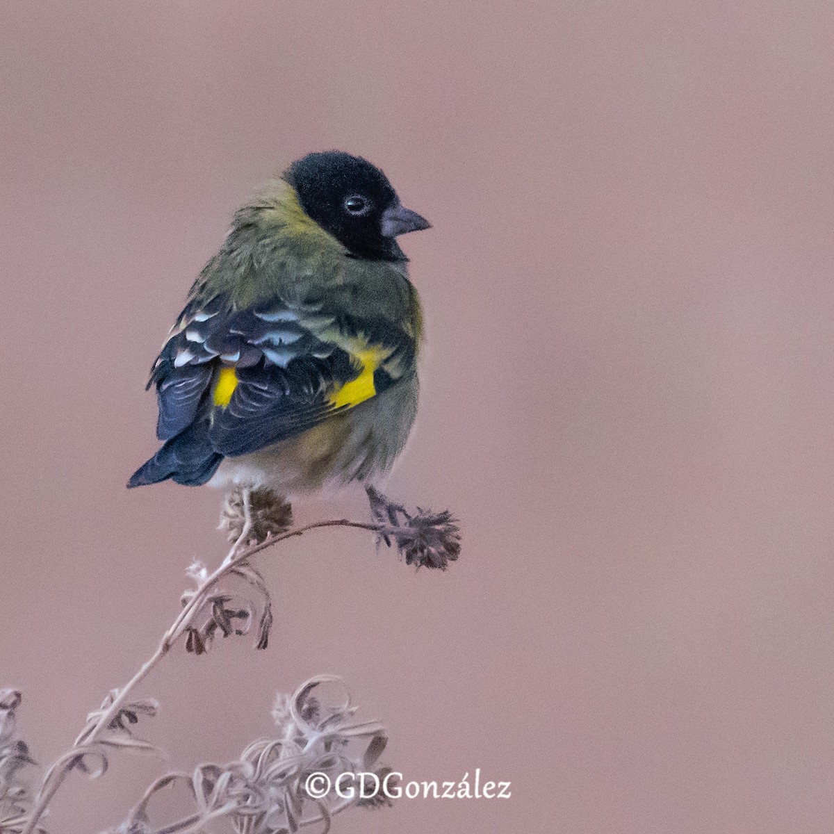 Hooded Siskin - ML622300561