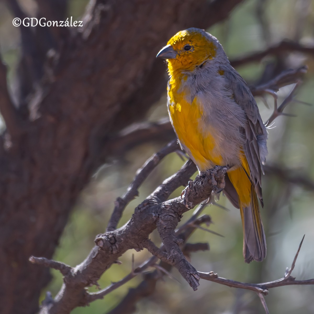 Citron-headed Yellow-Finch - ML622300568