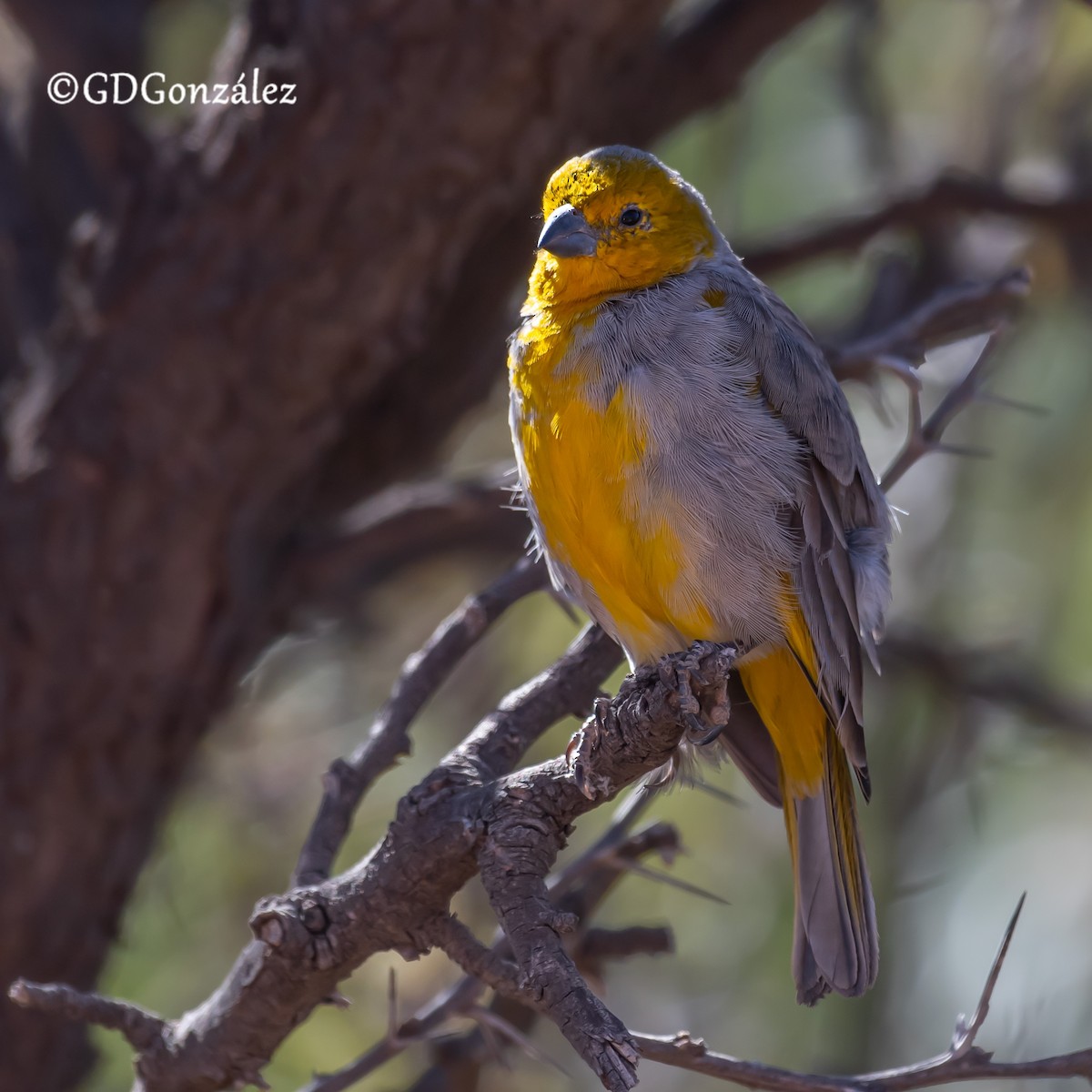 Citron-headed Yellow-Finch - ML622300569