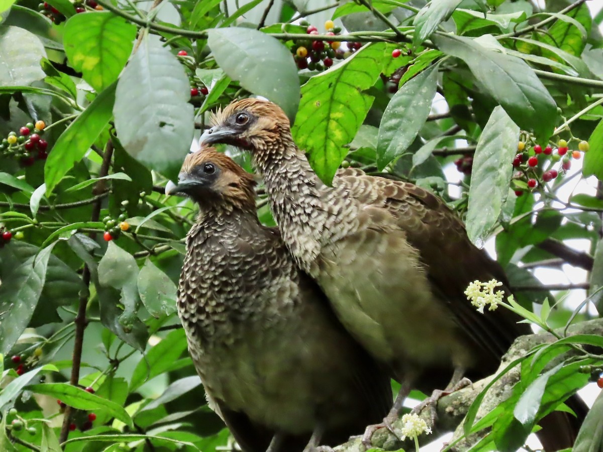 East Brazilian Chachalaca - ML622300570