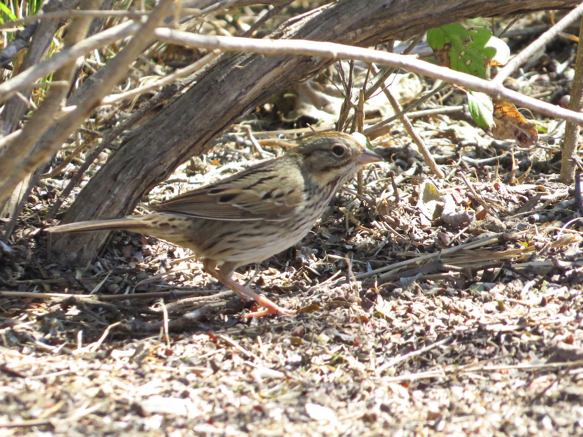 Lincoln's Sparrow - ML622300583