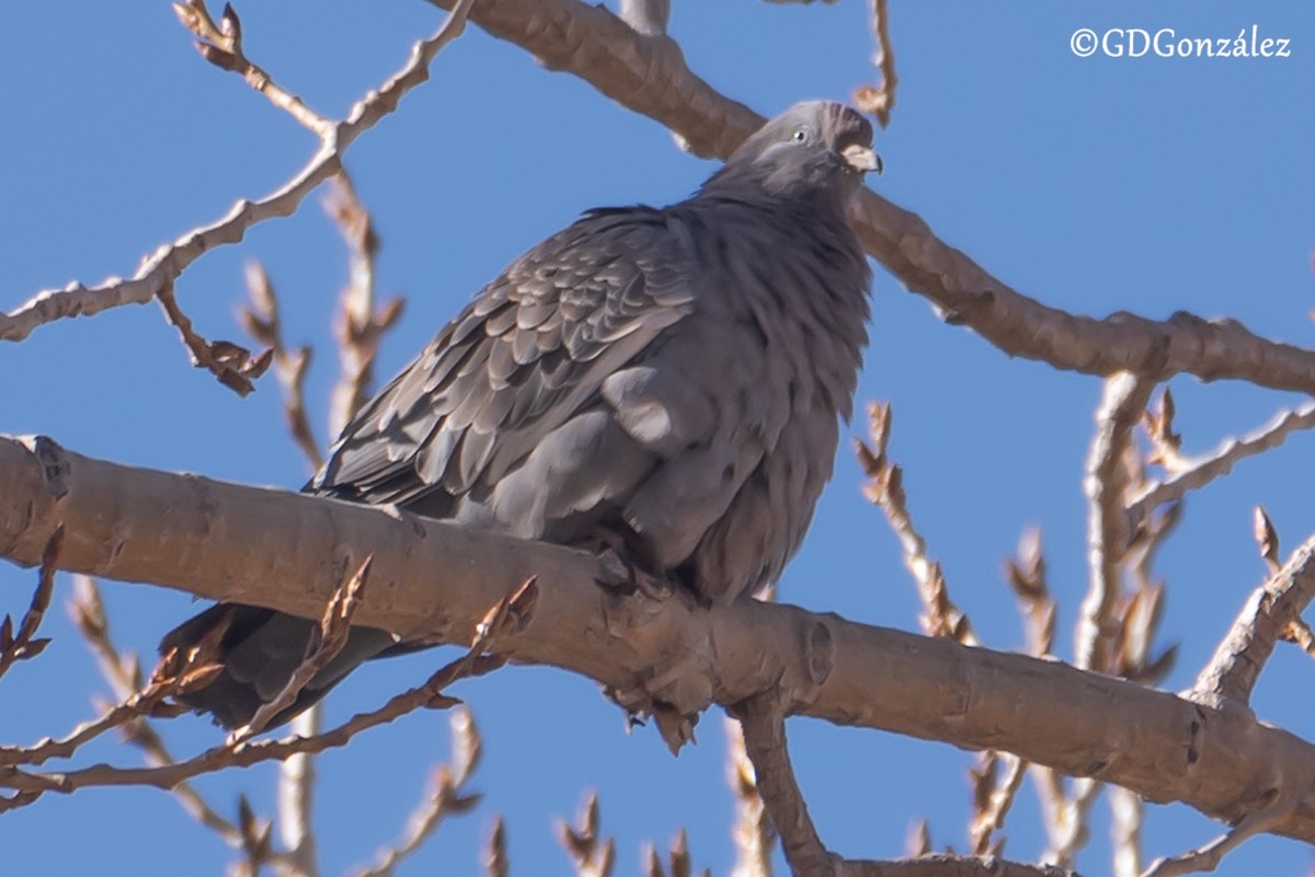 Spot-winged Pigeon - ML622300585