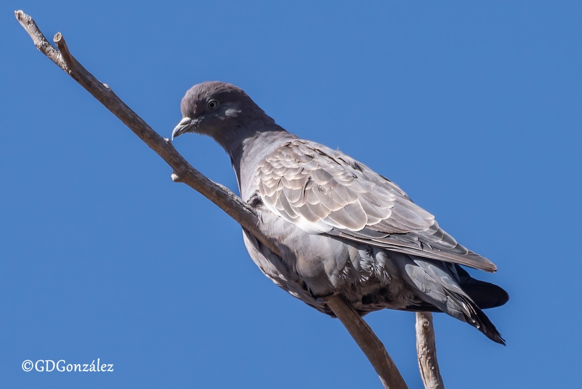 Spot-winged Pigeon - ML622300586