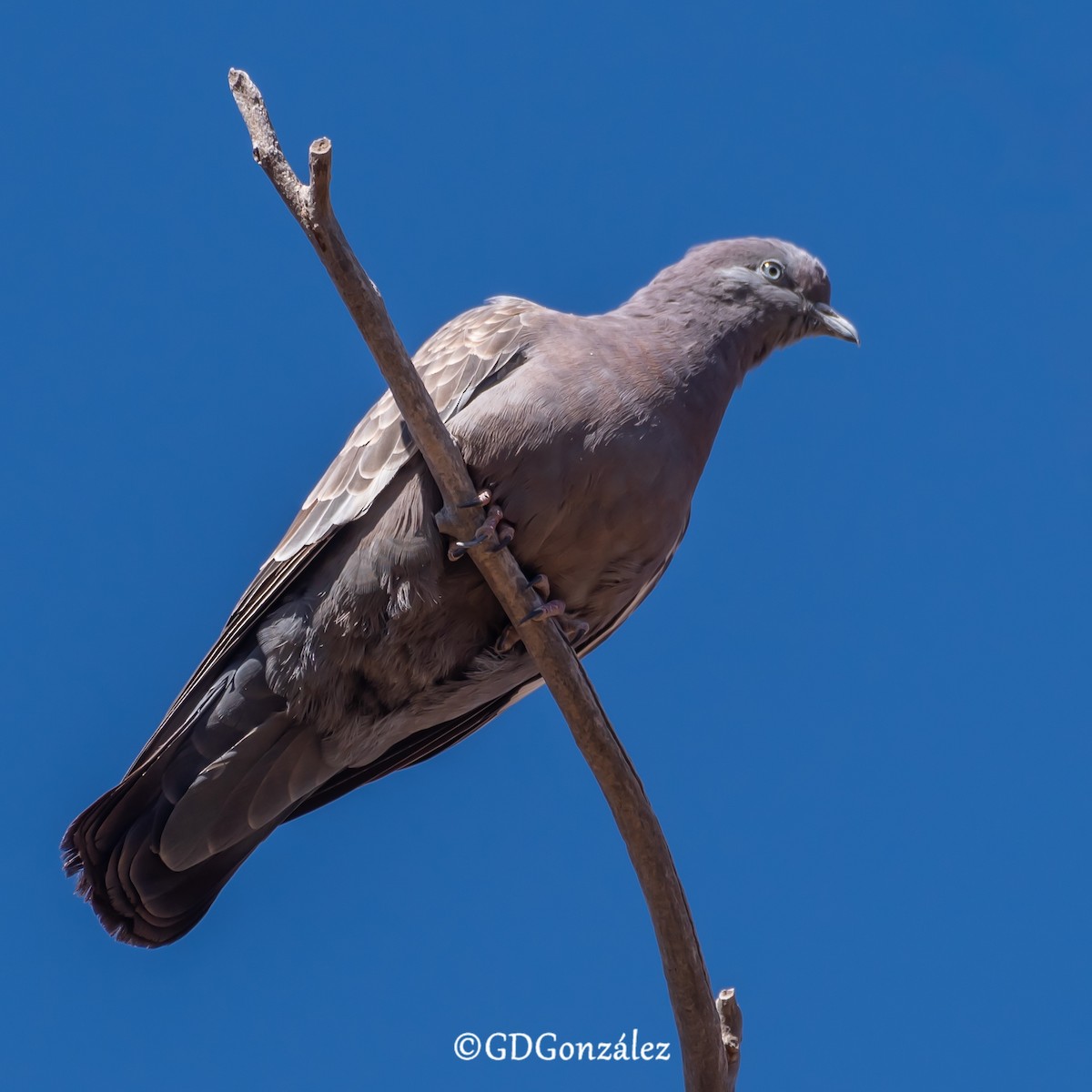 Spot-winged Pigeon - ML622300587