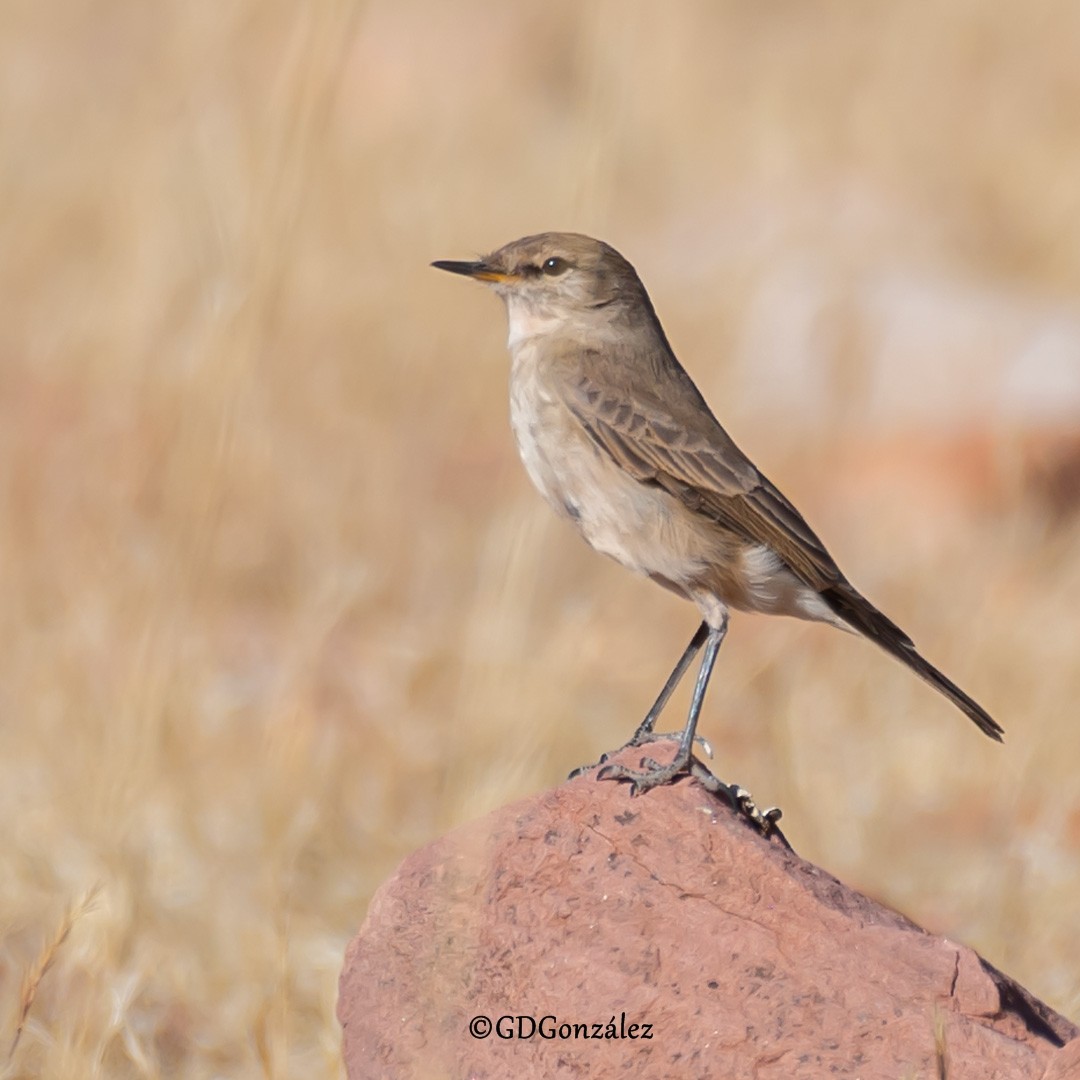 Spot-billed Ground-Tyrant - ML622300633