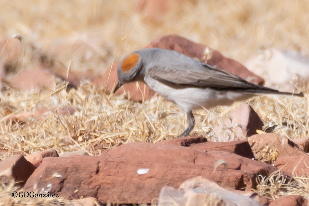 Rufous-naped Ground-Tyrant - ML622300641