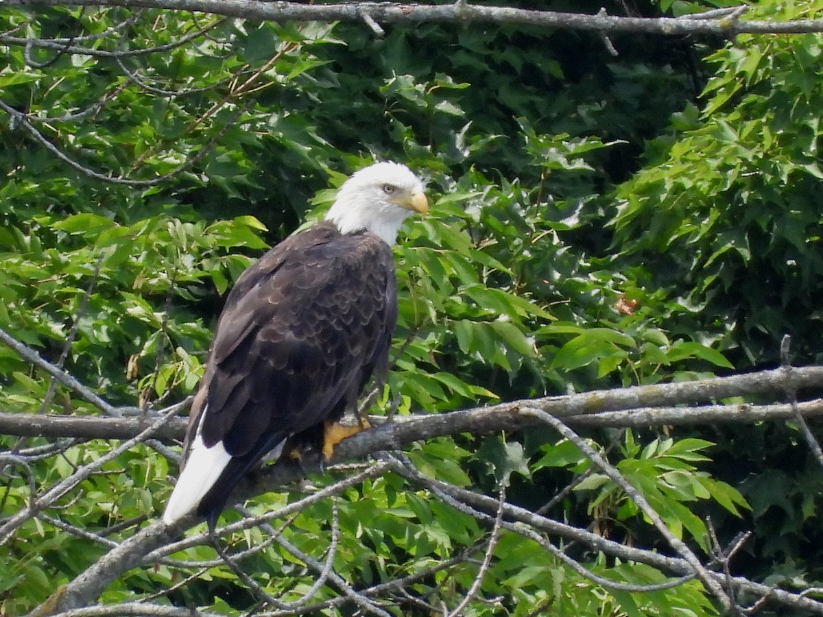 Bald Eagle - Francois Bourret