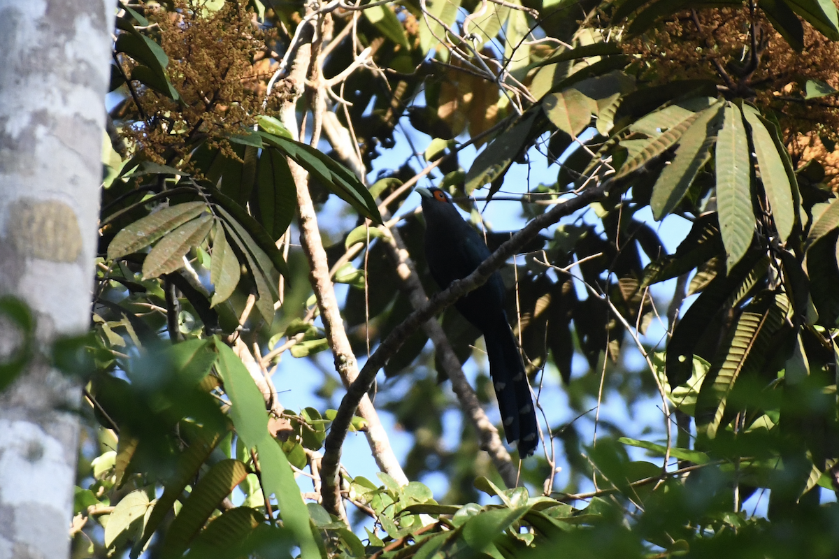 Chestnut-bellied Malkoha - ML622300712