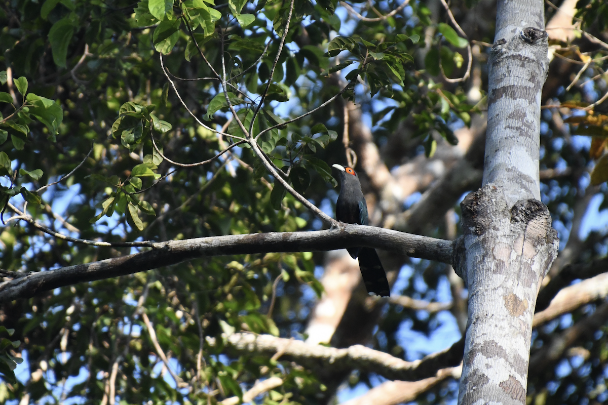 Chestnut-bellied Malkoha - ML622300713