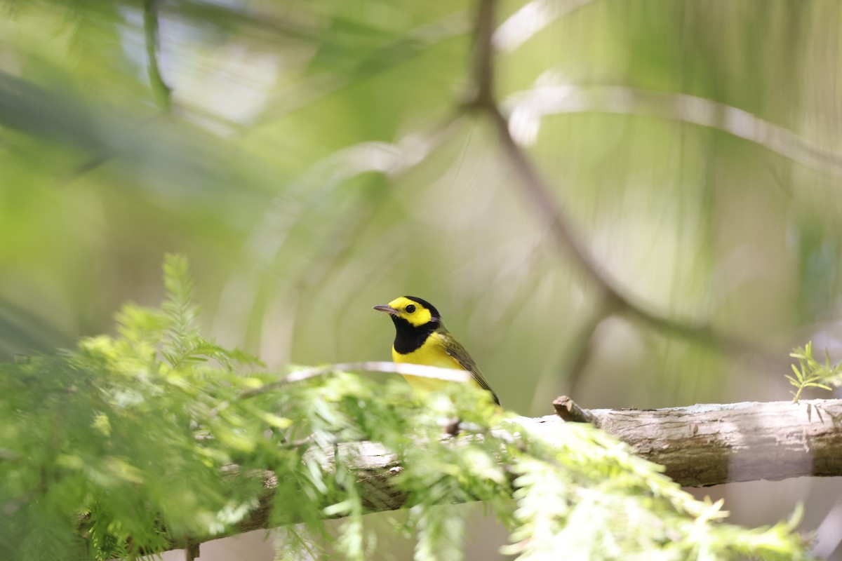 Hooded Warbler - ML622300725