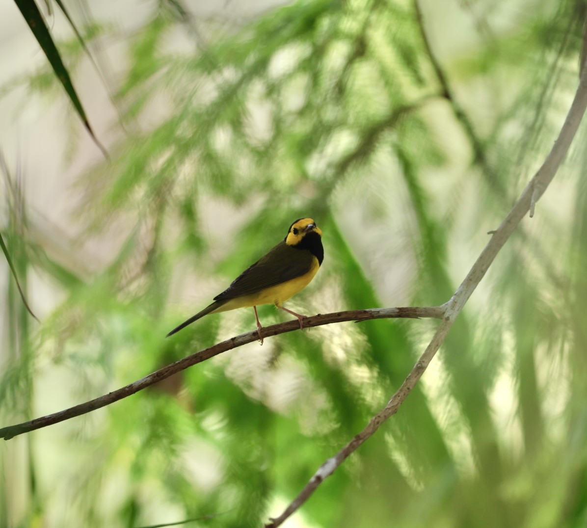 Hooded Warbler - ML622300726