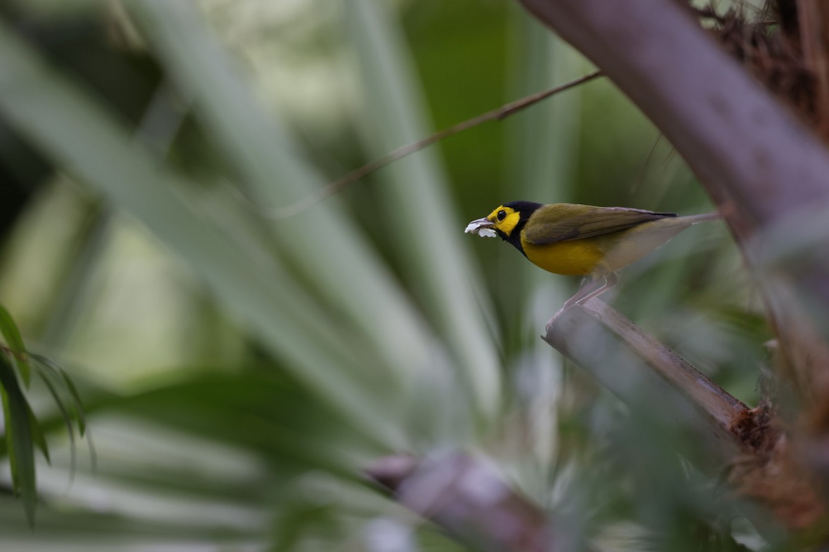 Hooded Warbler - ML622300727