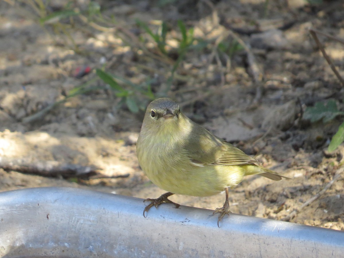 Orange-crowned Warbler - ML622300824