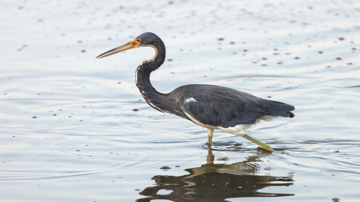 Tricolored Heron - ML622300826