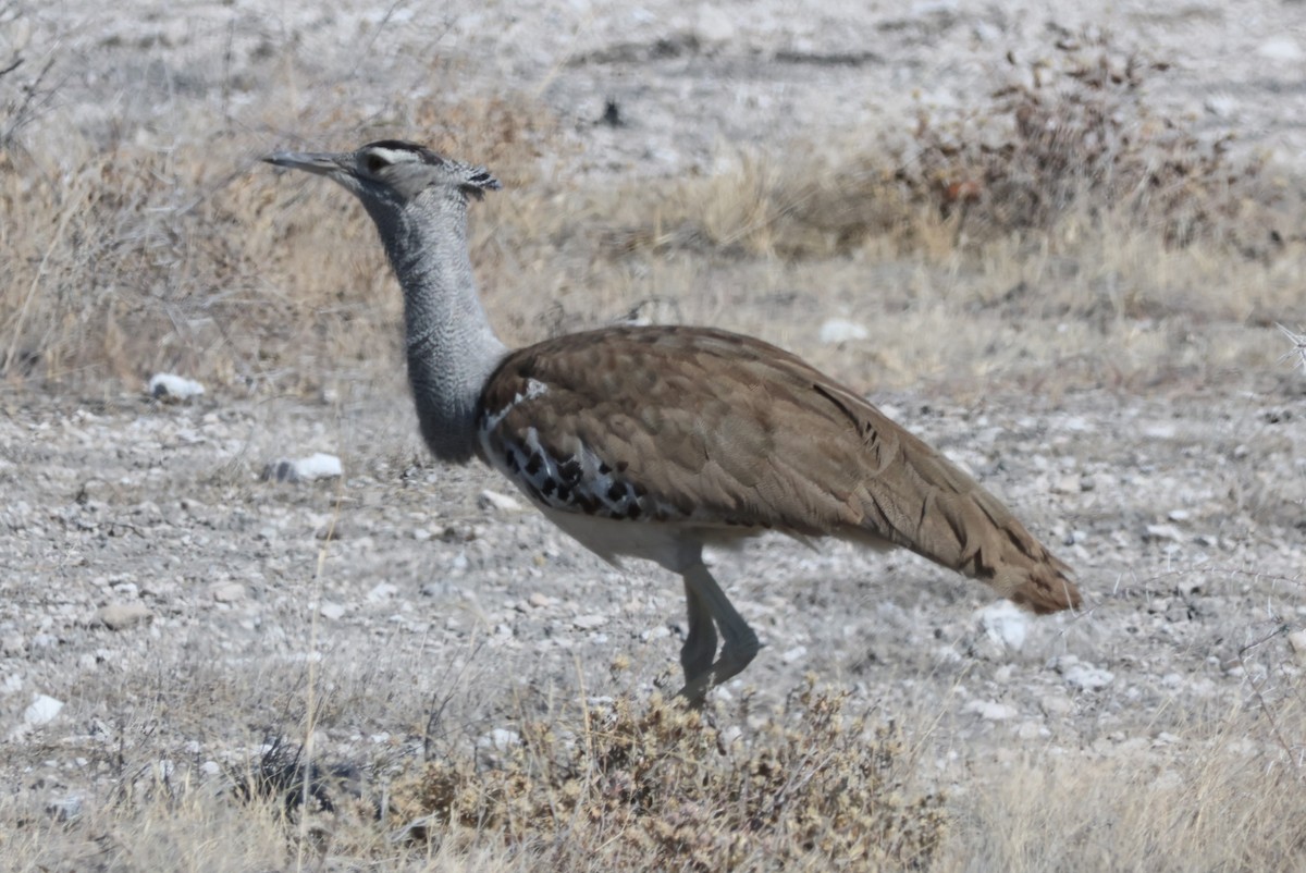 Kori Bustard - ML622300876