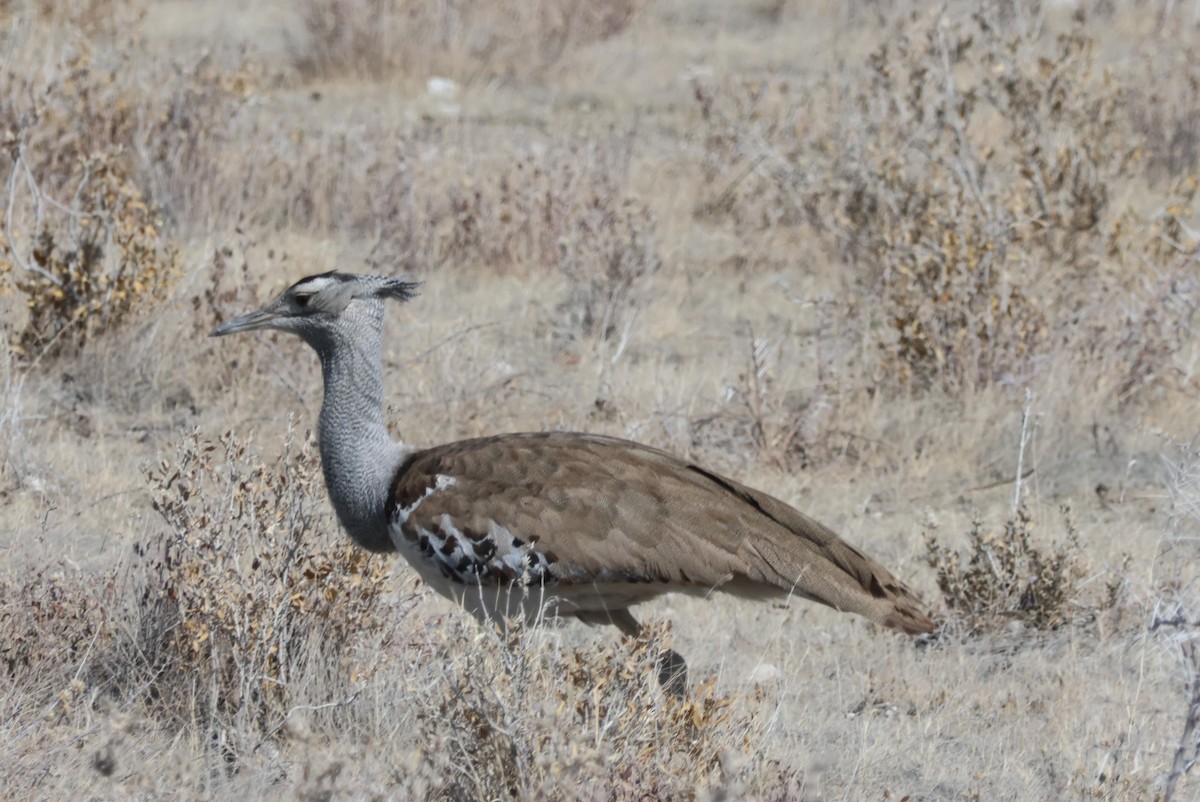 Kori Bustard - Pete Fenner