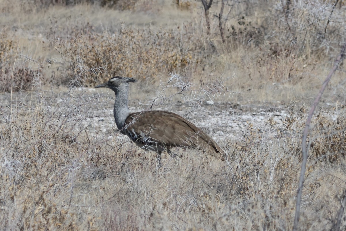 Kori Bustard - ML622300878