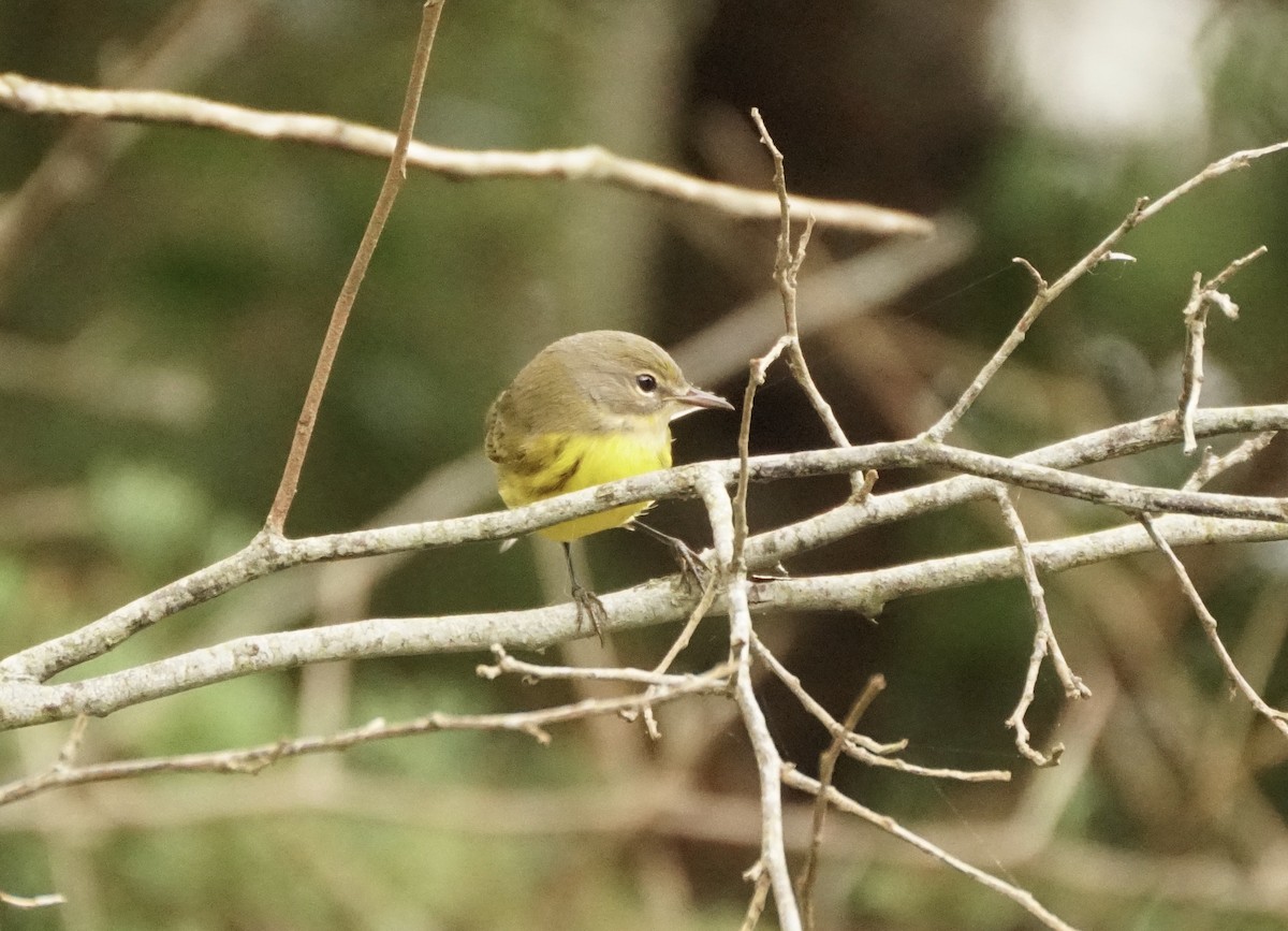 Prairie Warbler - ML622300941