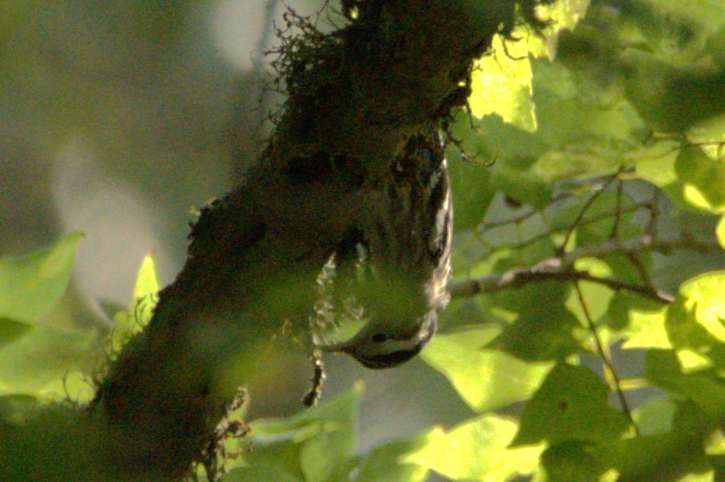 Black-and-white Warbler - ML622300960