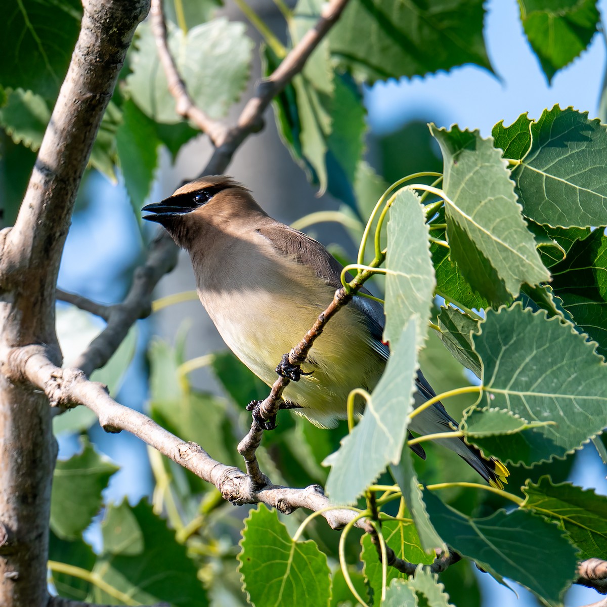 Cedar Waxwing - ML622300973