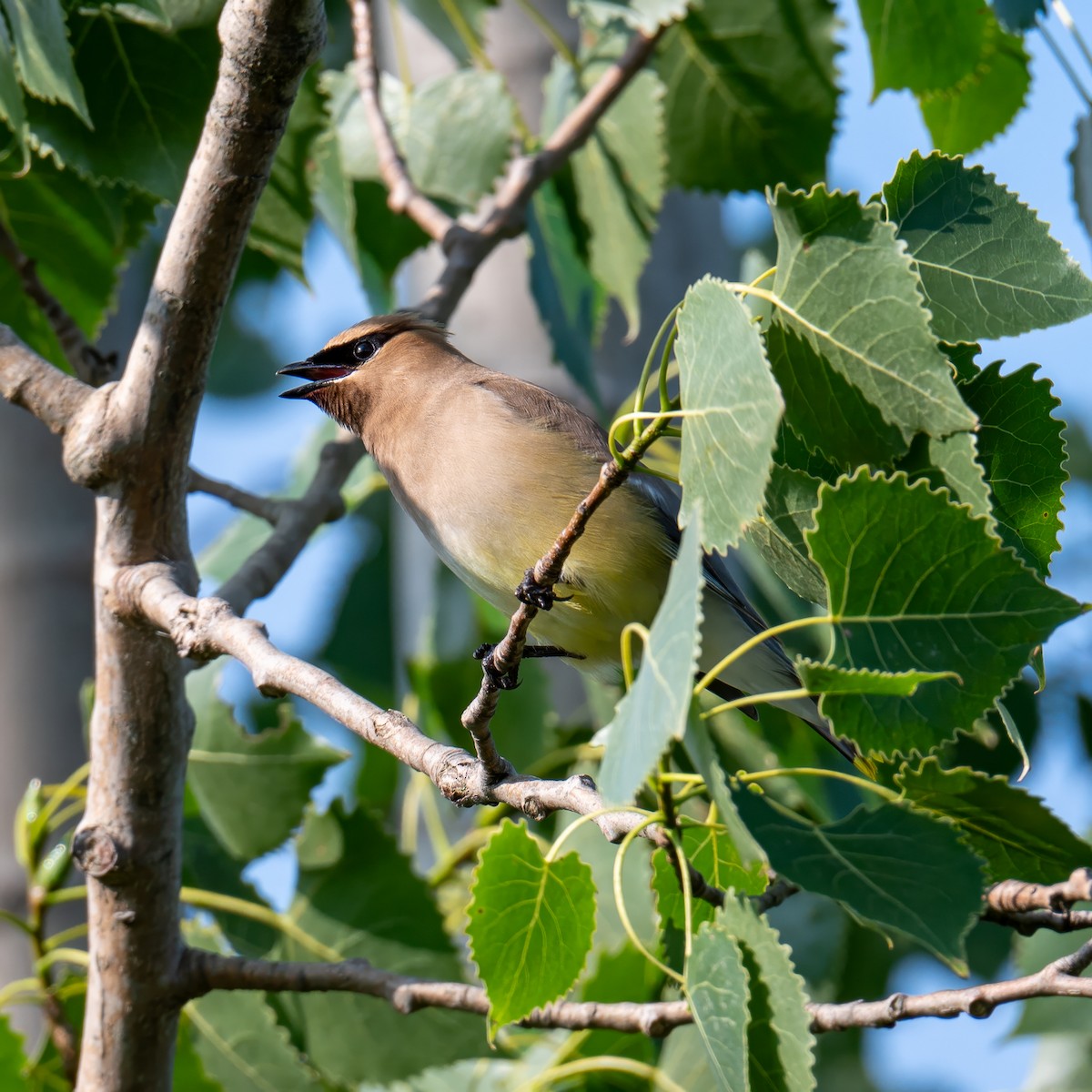 Cedar Waxwing - ML622300977