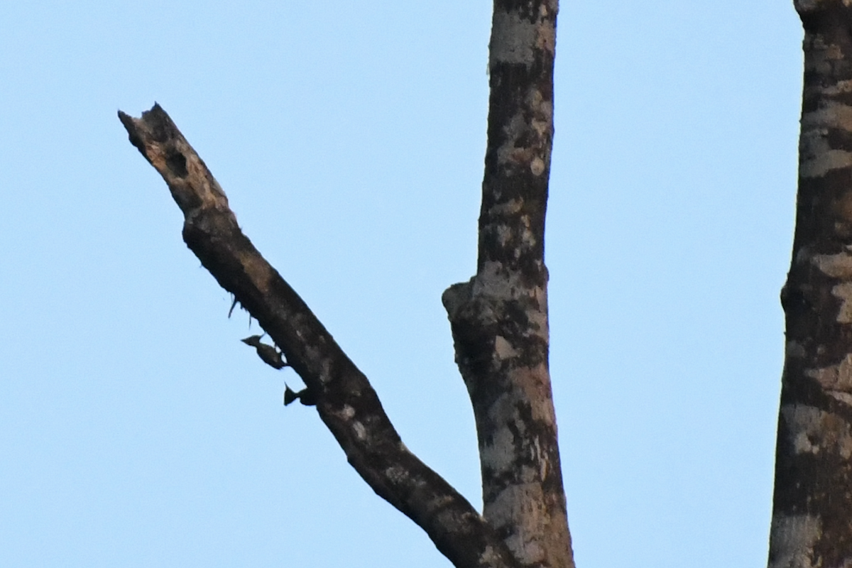 woodpecker sp. - Adolfo Castro