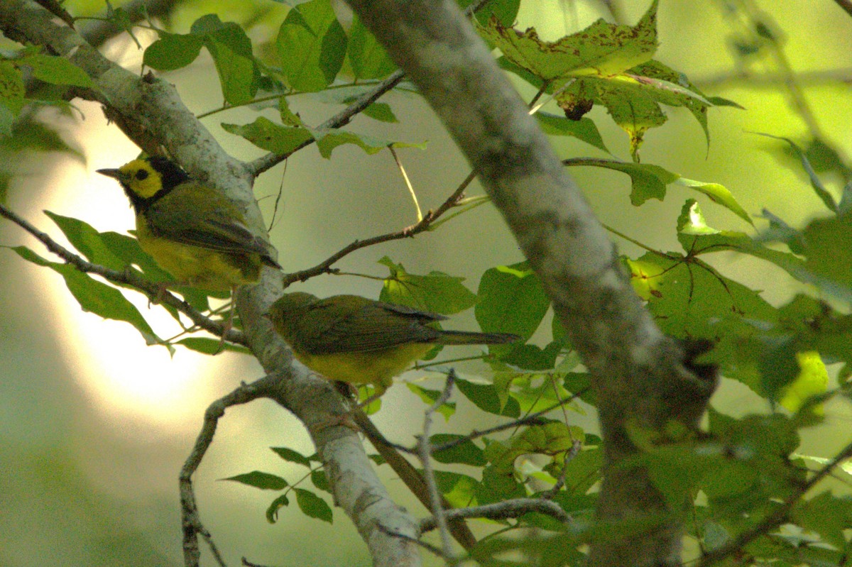 Hooded Warbler - ML622300986