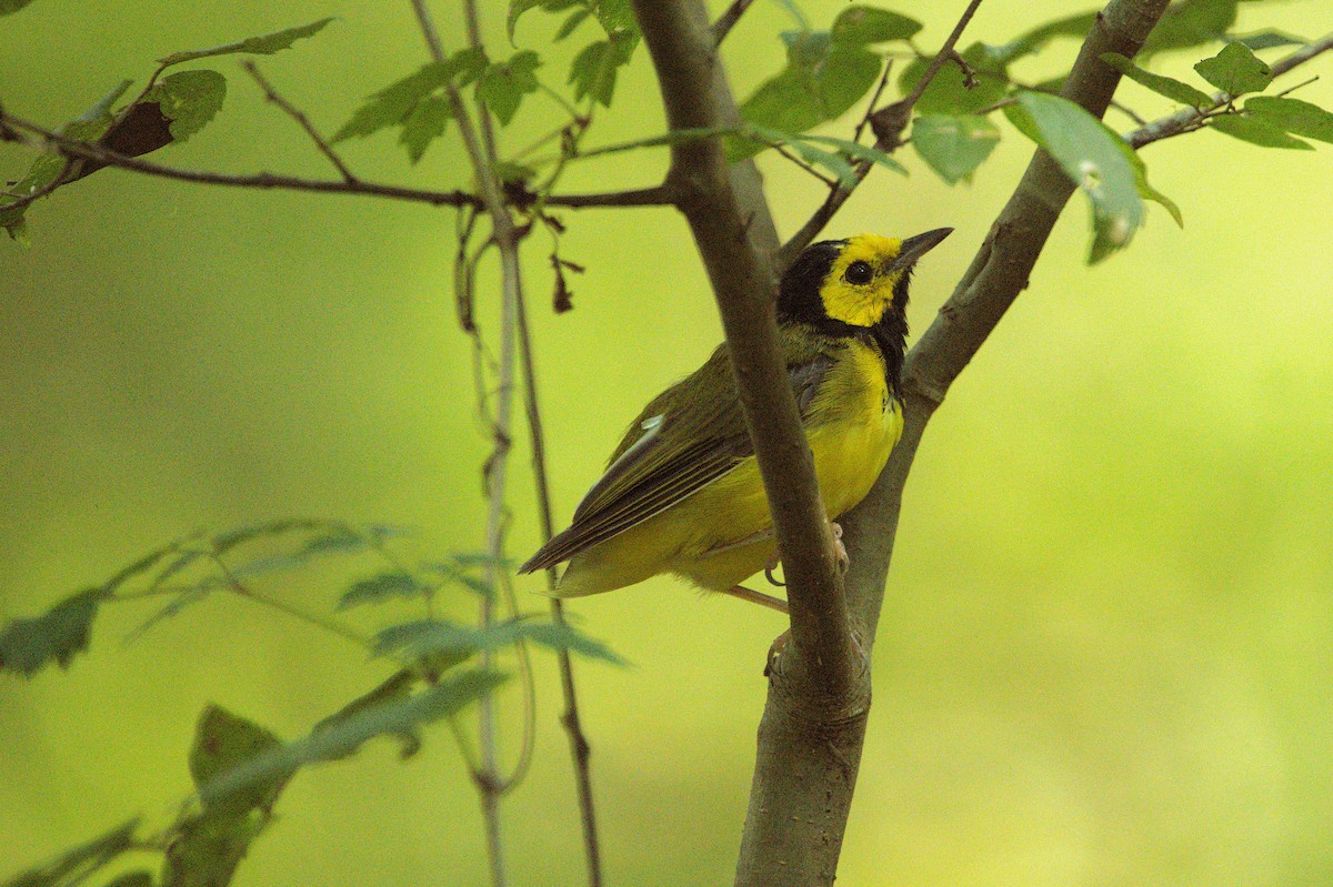 Hooded Warbler - ML622300989