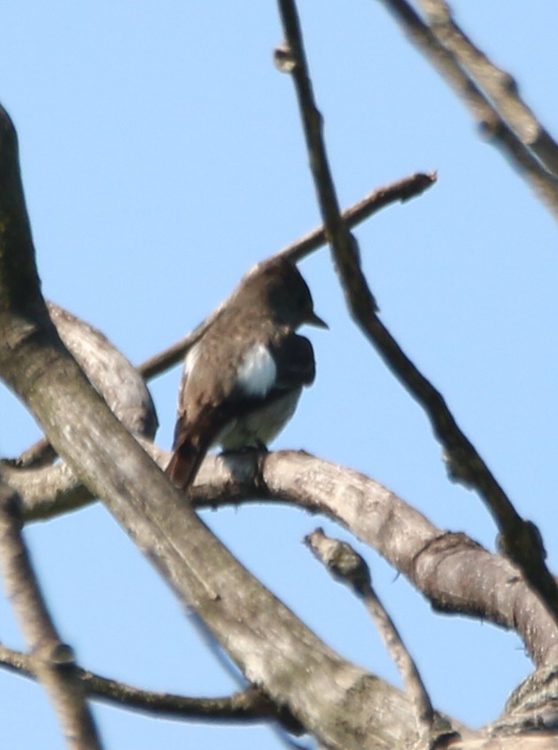 Olive-sided Flycatcher - ML622300992