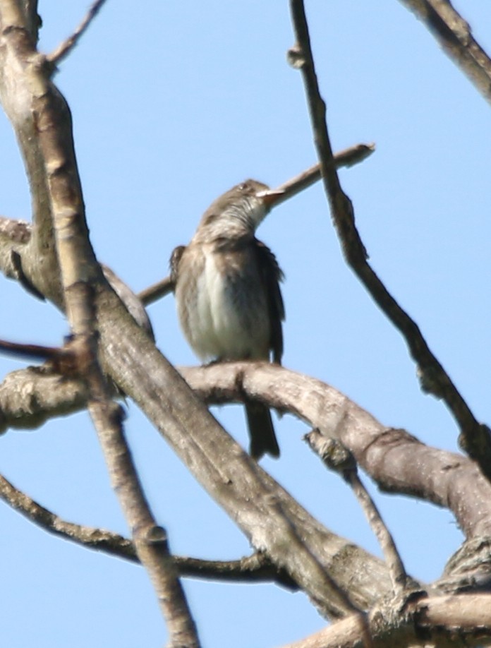 Olive-sided Flycatcher - ML622300993