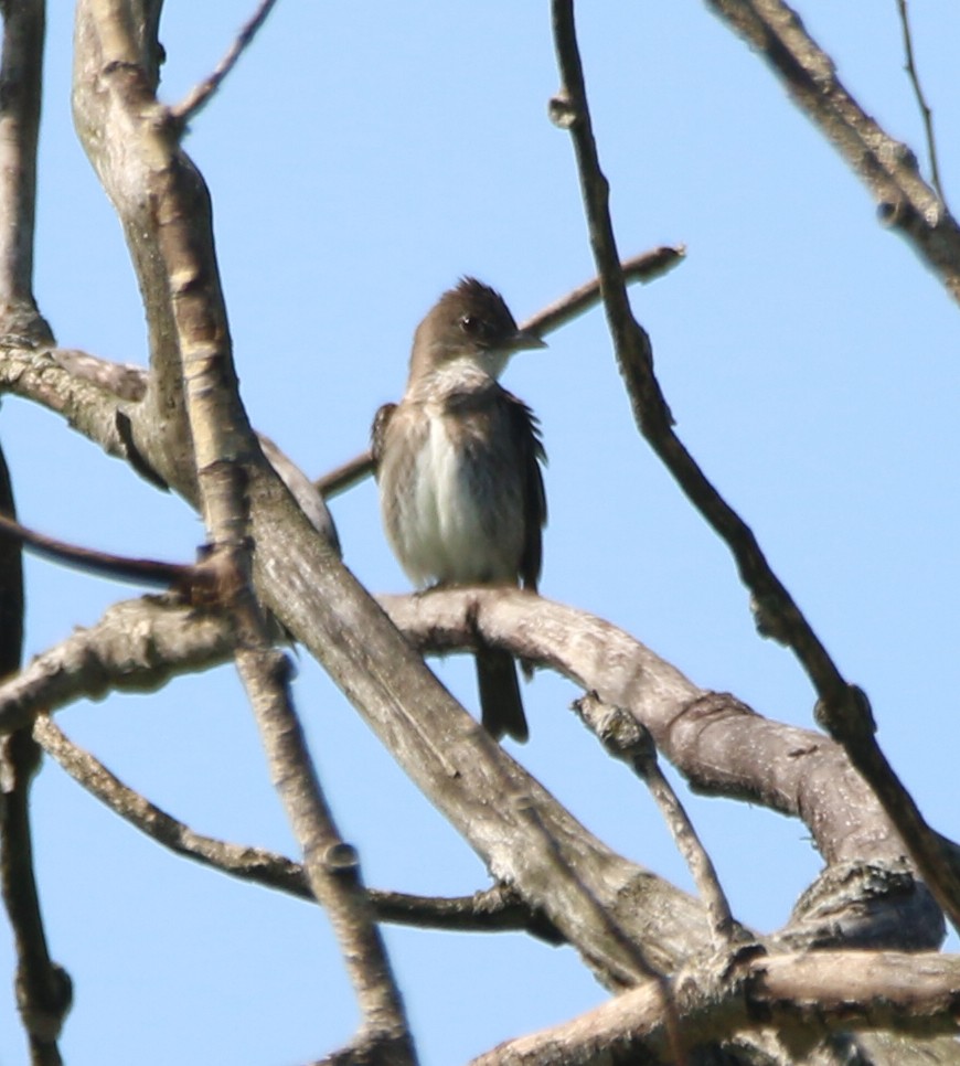 Olive-sided Flycatcher - ML622300994