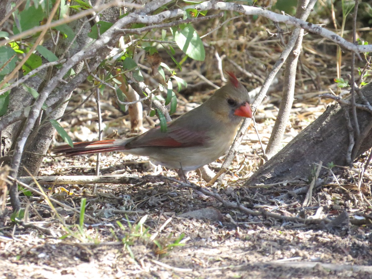 Northern Cardinal - ML622301005