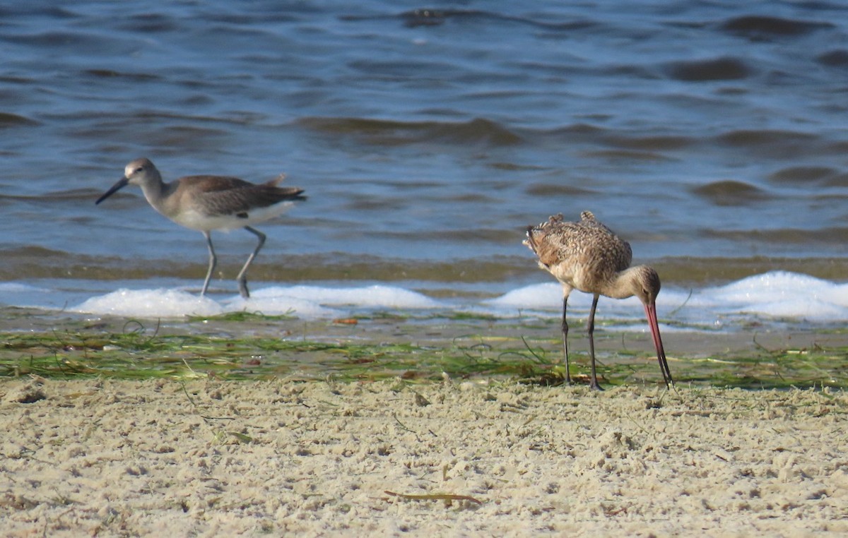 Marbled Godwit - ML622301029