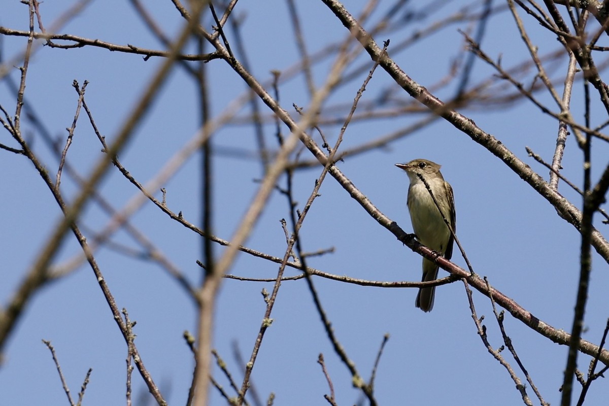 Alder Flycatcher - ML622301108