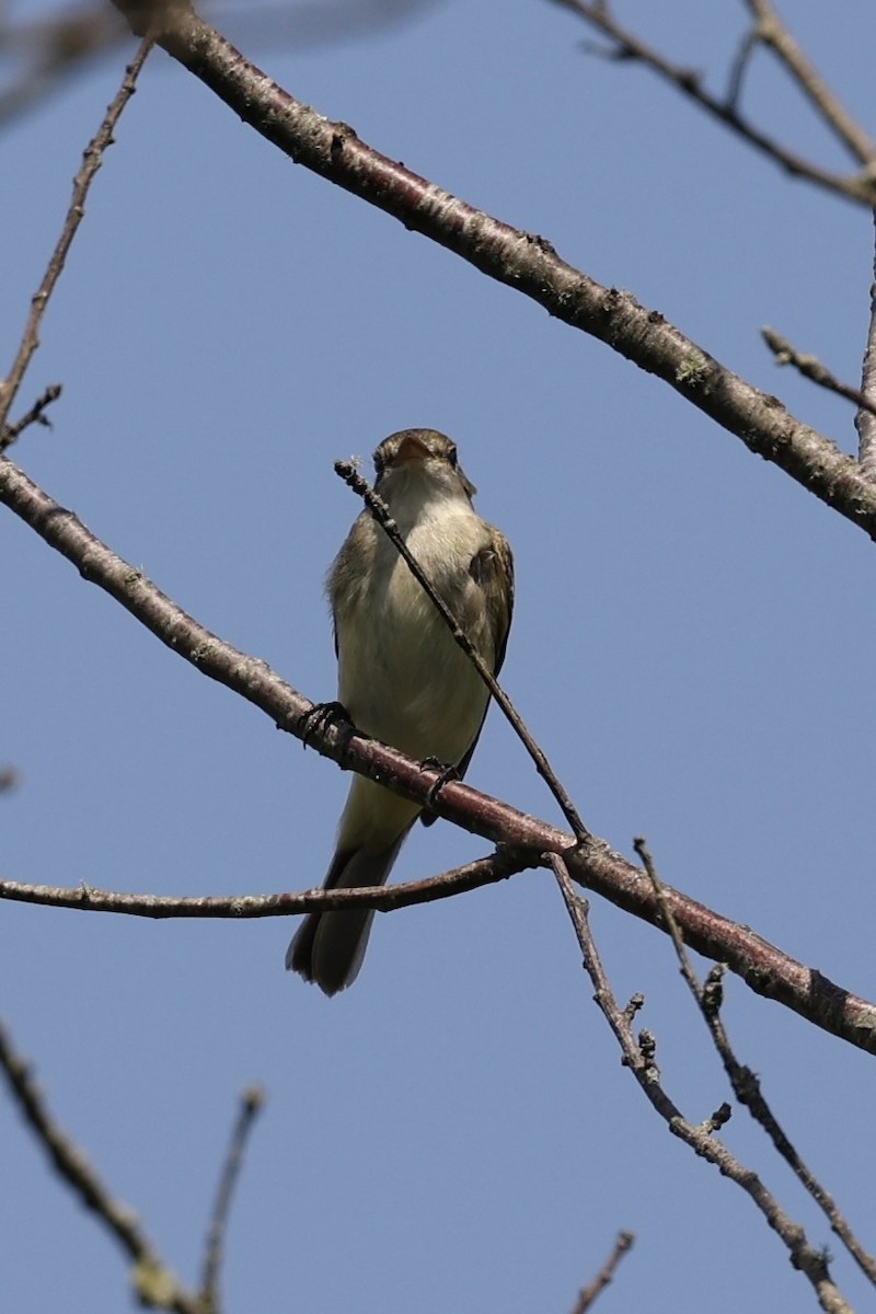 Alder Flycatcher - ML622301109