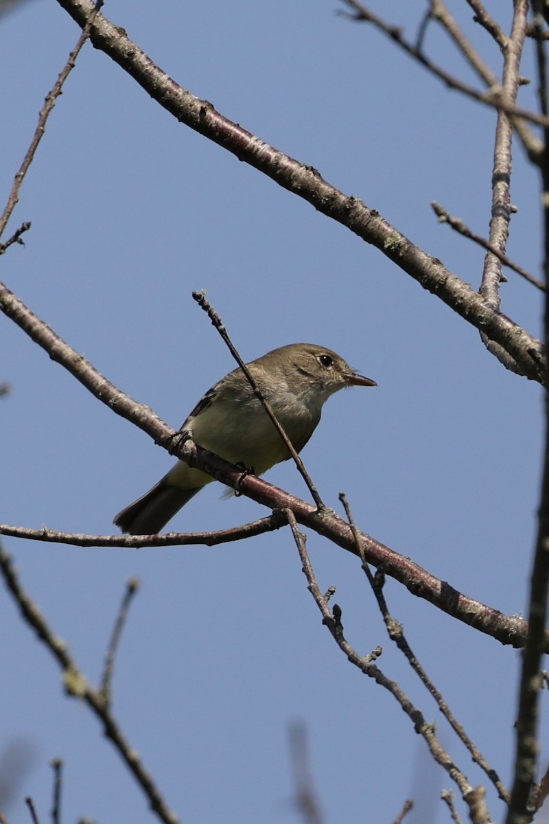 Alder Flycatcher - ML622301110