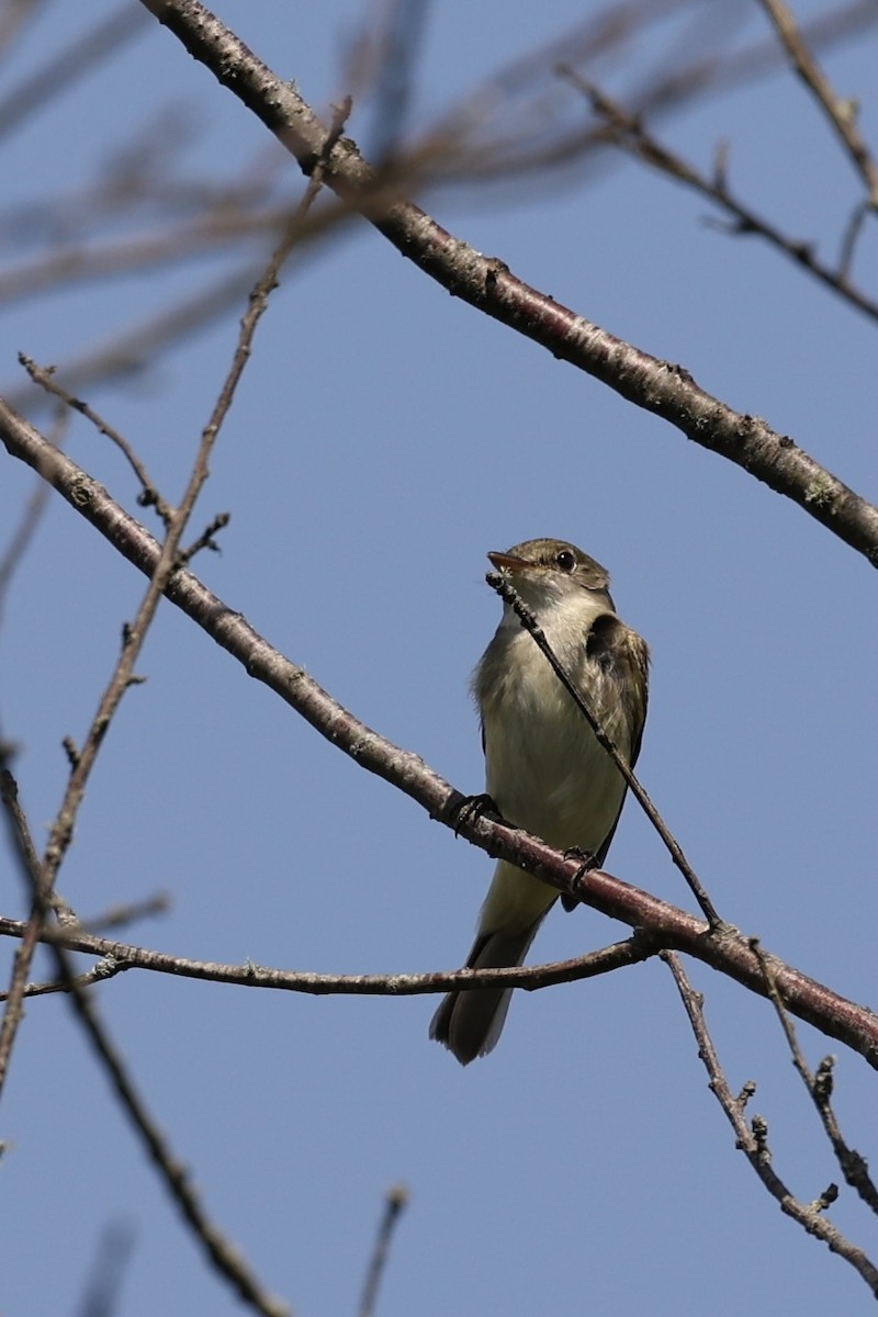 Alder Flycatcher - Mimi Brenninkmeijer