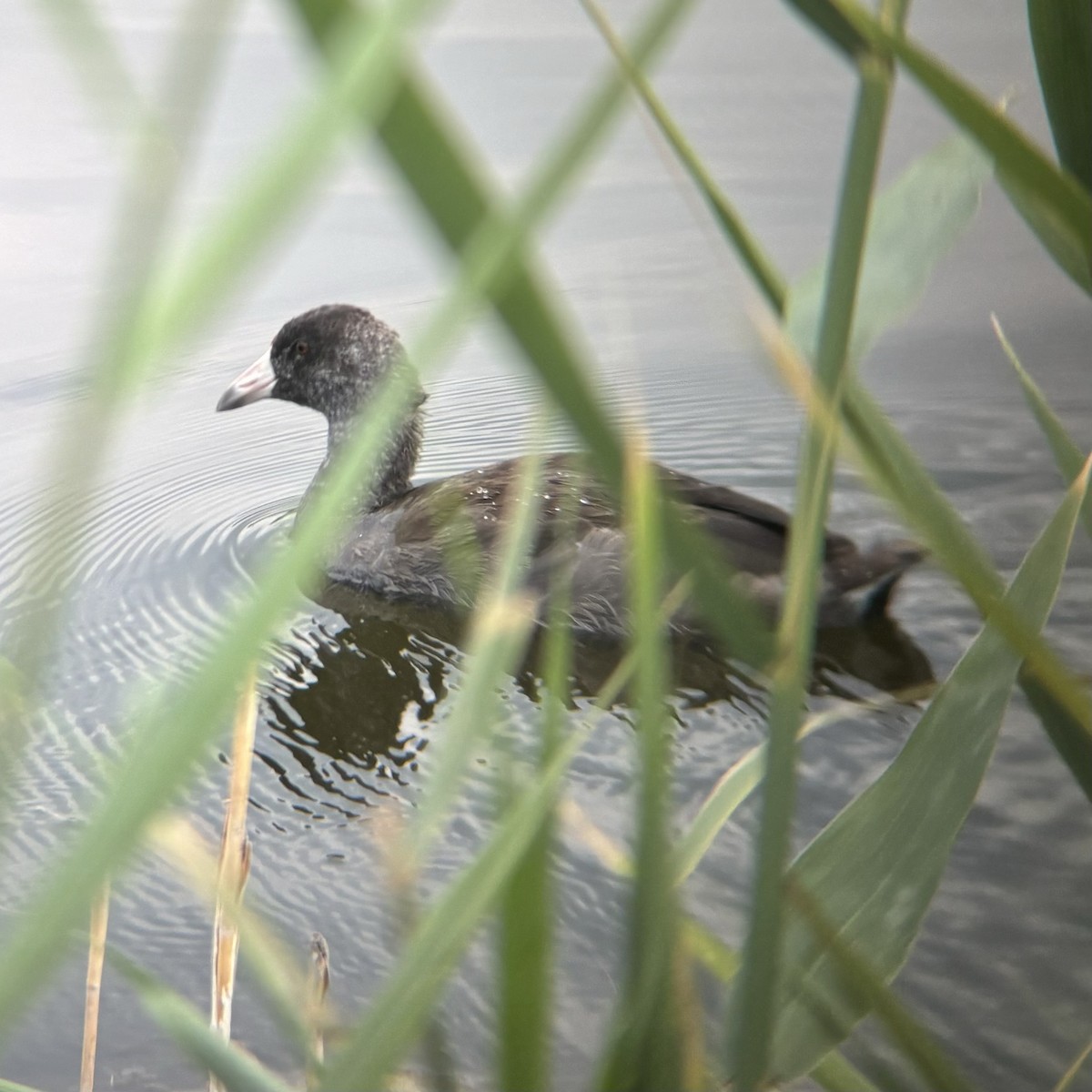 American Coot - Trent Southwick