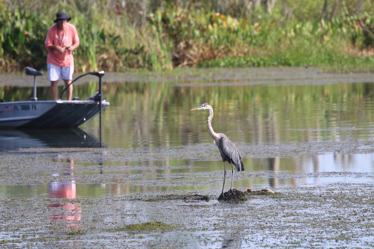 Great Blue Heron - ML622301549