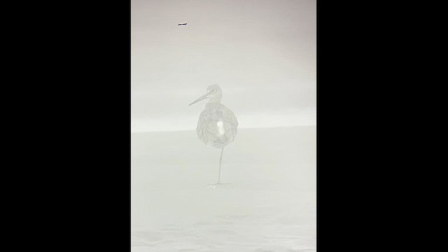 Willet - ML622301602