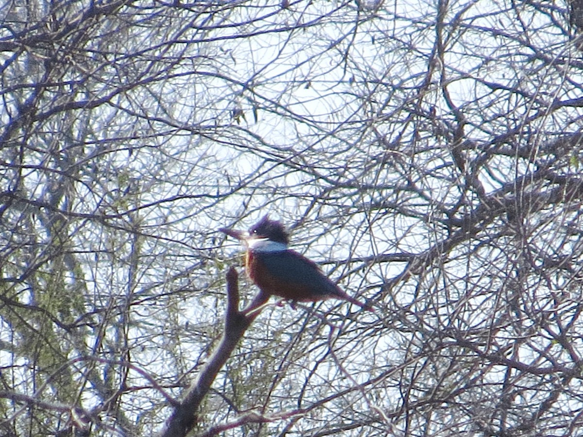 Ringed Kingfisher - ML622301619