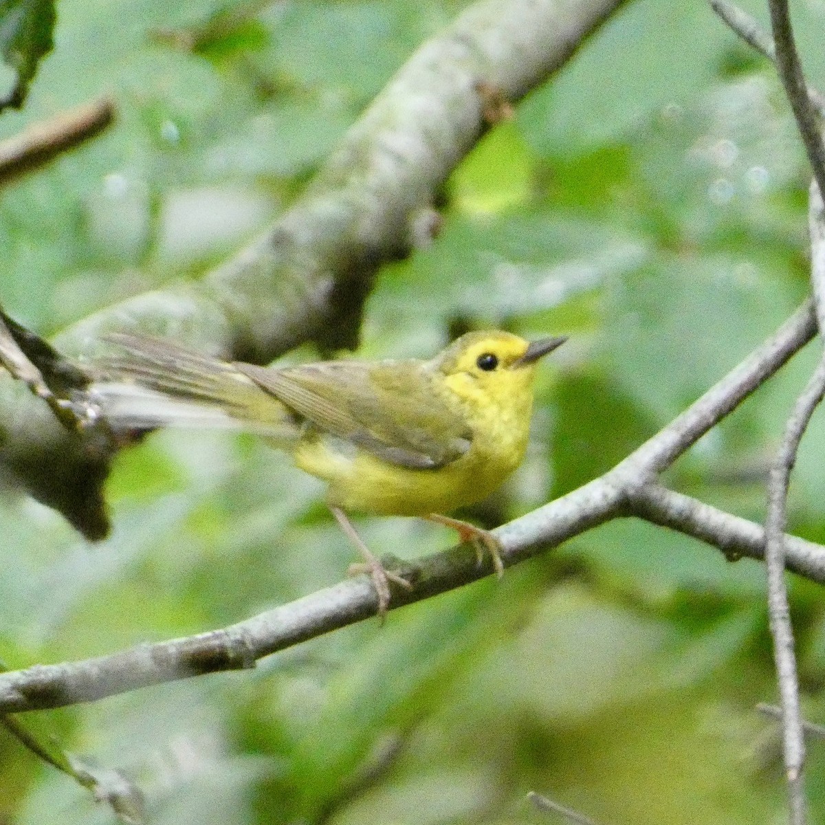 Hooded Warbler - ML622301642