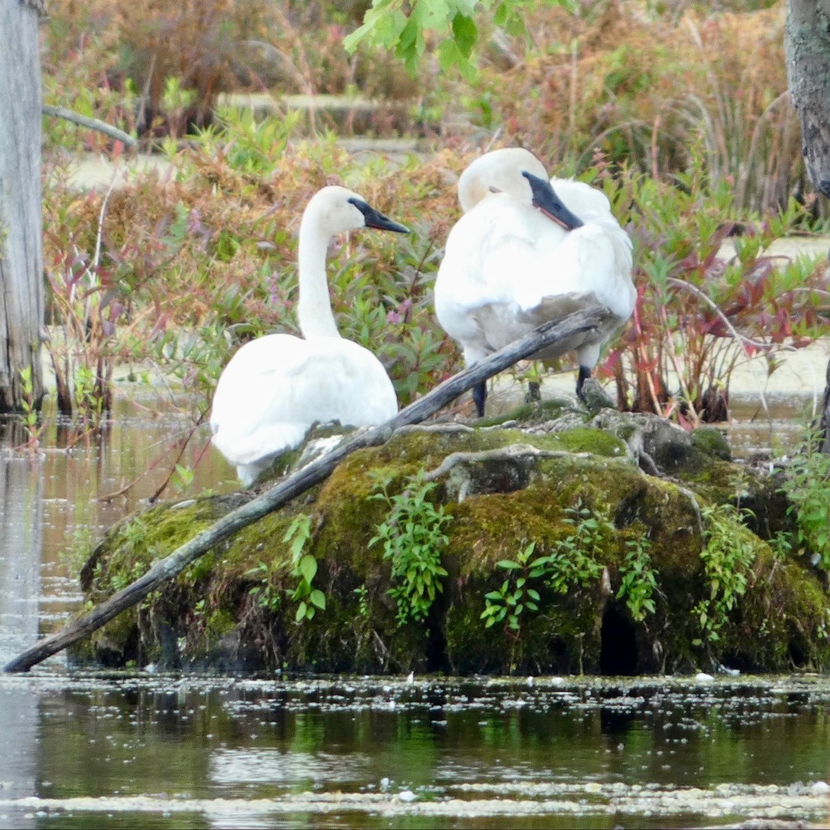 Trumpeter Swan - ML622301692