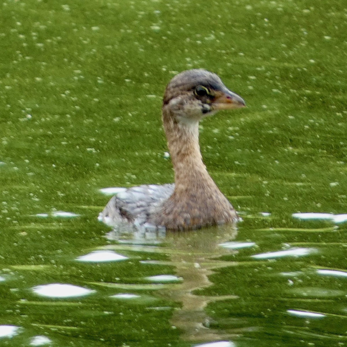 Pied-billed Grebe - ML622301698